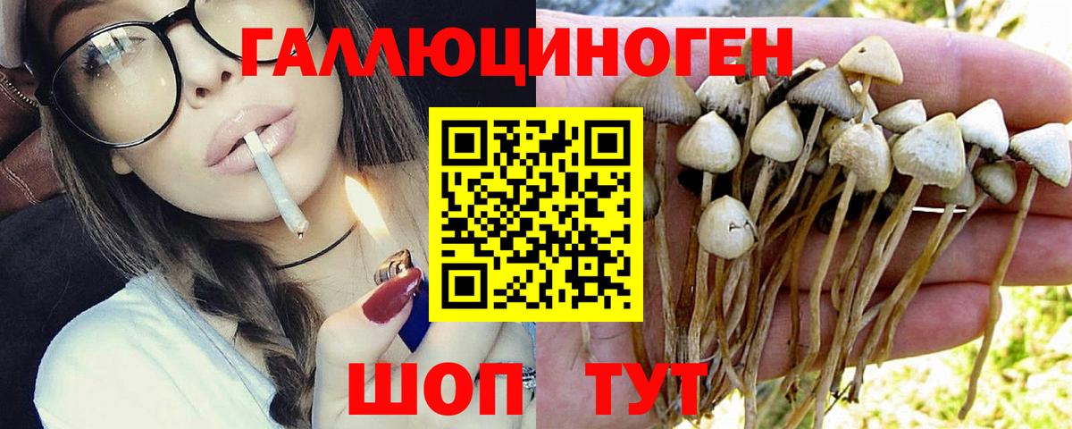 Галлюциногенные грибы Psilocybine cubensis  Вход с VPN  Сорочинск 